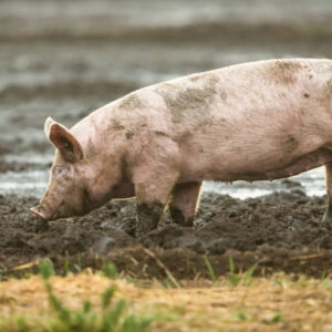 Gilt Pig: available,(body weight- 50kg-90kg)