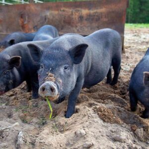 Fatnar: available (body weight 80kg-110kg)