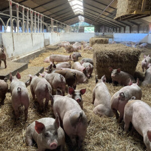 Animal Management & Farming